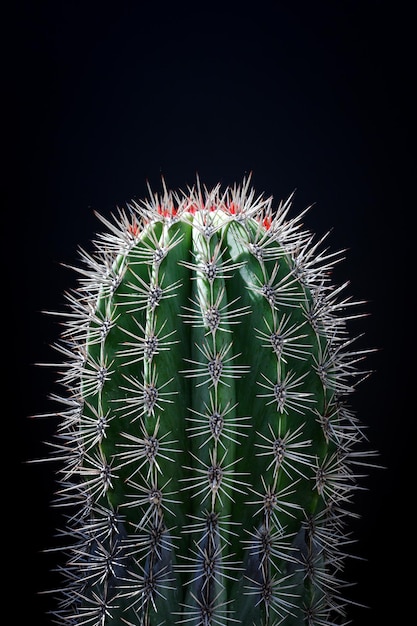 Foto stacheliger kaktus der nahaufnahme auf schwarzem hintergrund
