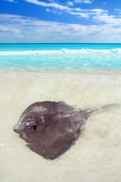 Stachelrochen Dasyatis Americana im karibischen Strand