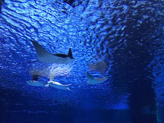 Stachelrochen im Two Oceans Aquarium Kapstadt