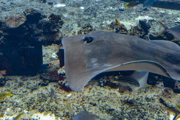 Stachelrochen schwimmen unter Wasser. Der Kurzschwanzrochen oder Glattrochen (Bathytoshia brevicaudata) ist eine häufige Stachelrochenart in der Familie Dasyatidae. Atlantis, Sanya, Insel Hainan, China.