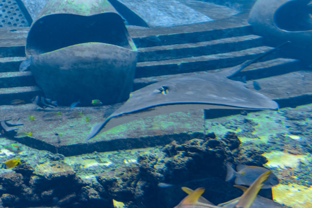 Stachelrochen schwimmen unter Wasser. Der Kurzschwanzrochen oder Glattrochen (Bathytoshia brevicaudata) ist eine häufige Stachelrochenart in der Familie Dasyatidae. Atlantis, Sanya, Insel Hainan, China.