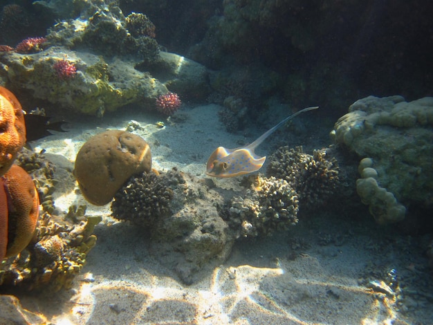 Stachelrochen schwimmen