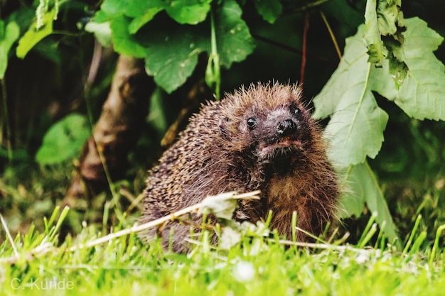 Stachelschwein auf dem Feld