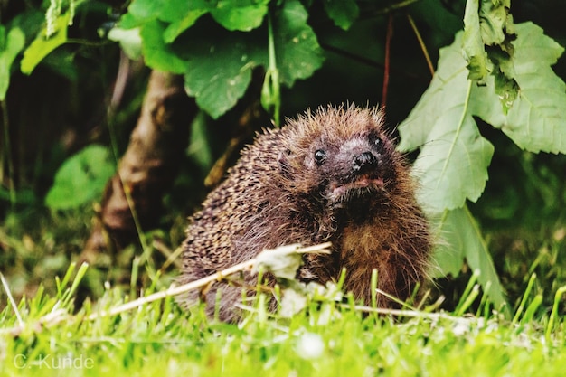 Foto stachelschwein auf dem feld