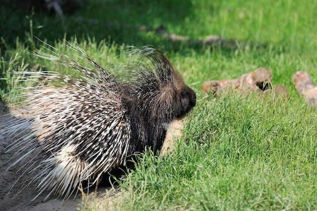 Stachelschwein auf Gras