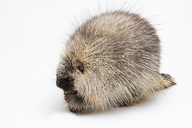 Foto stachelschwein auf weißem hintergrund isoliert auf weißem hintergrund