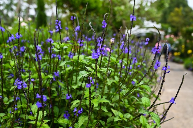 Foto stachytarpheta jamaicensis no jardim