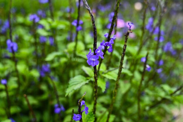 Stachytarpheta jamaicensis no jardim