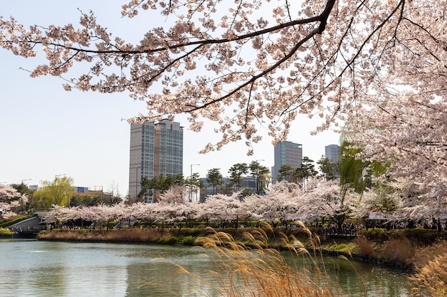 Foto stadtbild mit kirschblüten und wasser