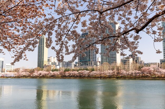 Foto stadtbild mit kirschblüten und wasser