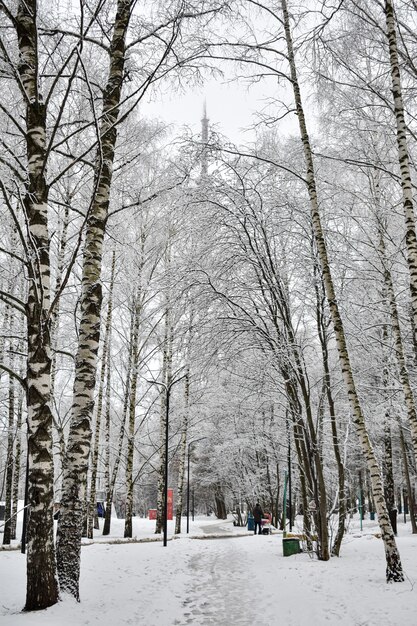 Stadtpark im Winter im Schnee