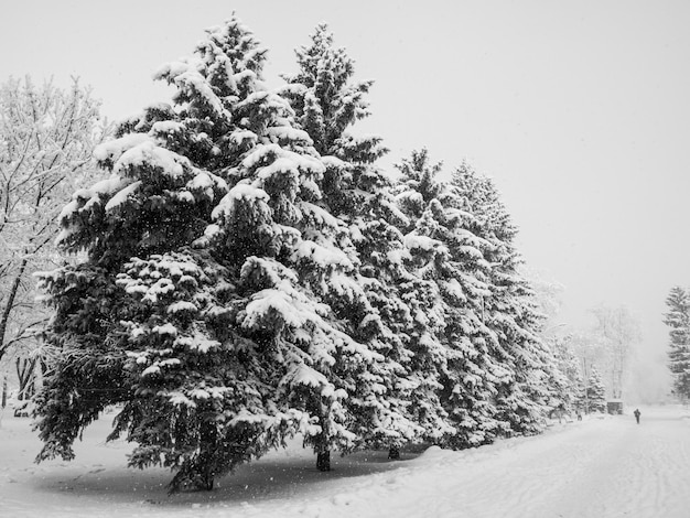 Stadtpark nach Schneefall. Bäume mit Schnee bedeckt. Wetter im Winter. Schwarzweißbild