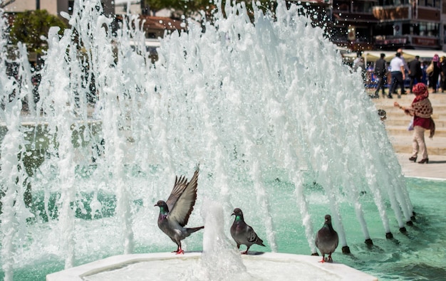 Stadttaube neben dem Brunnen