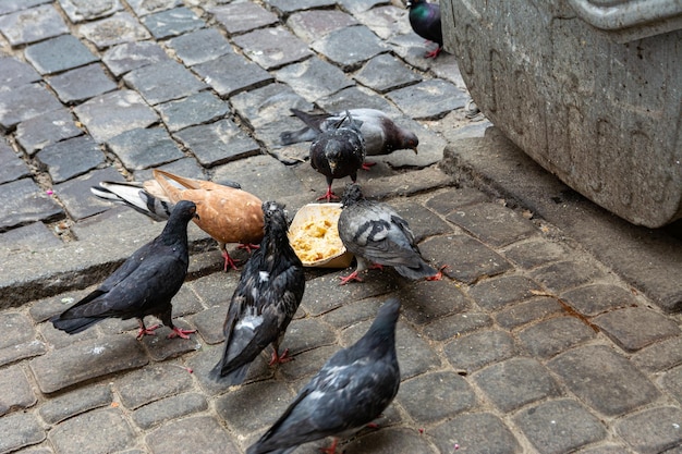 Stadttauben fressen in der Nähe eines Mülleimers Schmutzige Vögel haben sich zum Mülleimer geschart