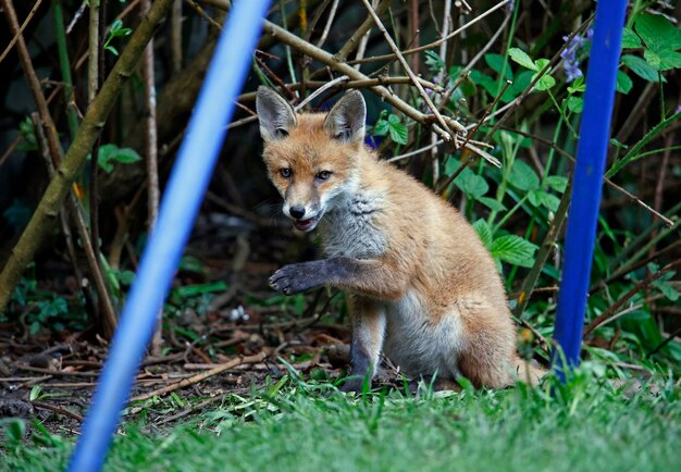 Städtische Fuchsjunge erkunden den Garten