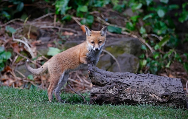 Städtische Fuchsjunge erkunden den Garten