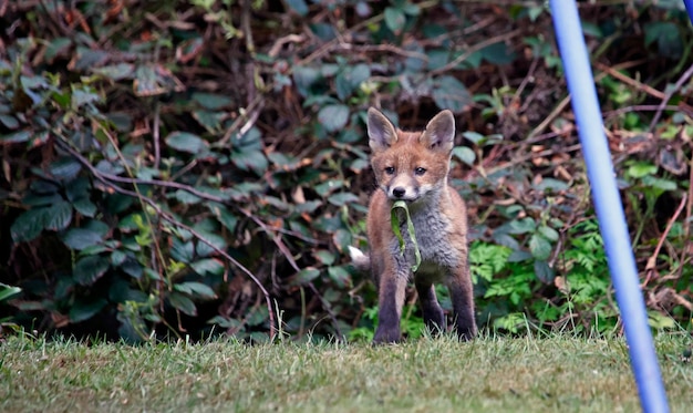 Städtische Fuchsjunge erkunden den Garten