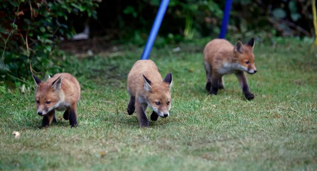 Städtische Fuchsjunge erkunden den Garten