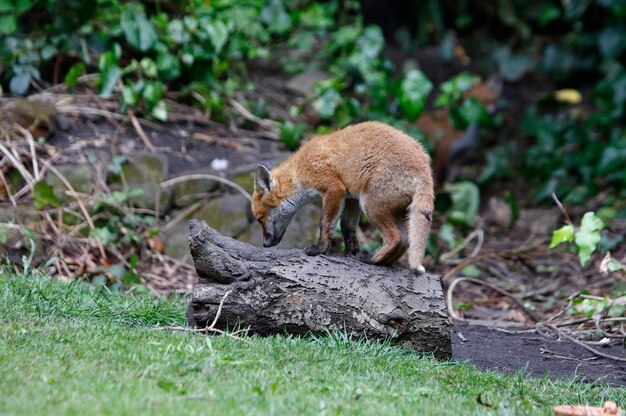 Städtische Fuchsjunge erkunden den Garten