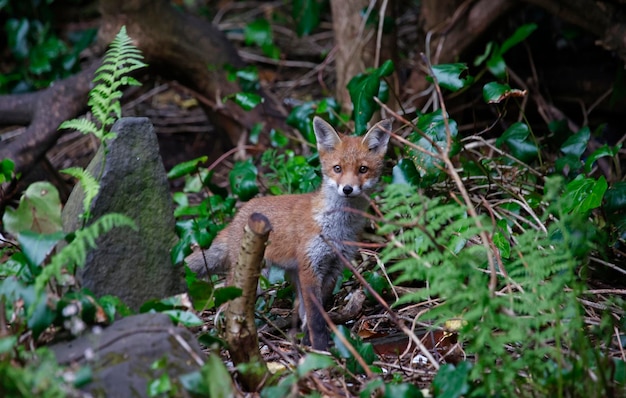 Städtische Fuchsjunge erkunden den Garten