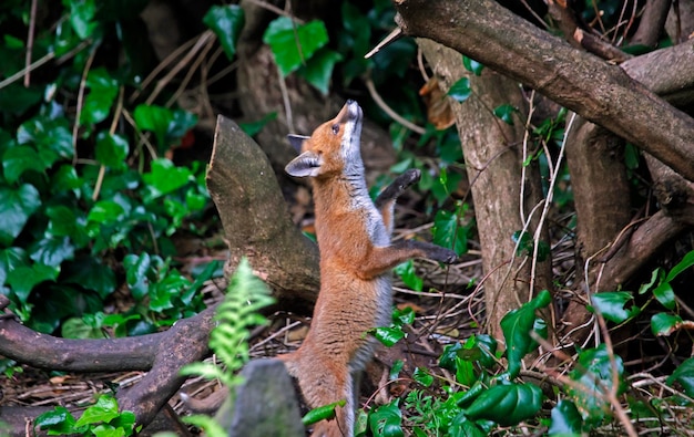 Städtische Fuchsjunge erkunden den Garten