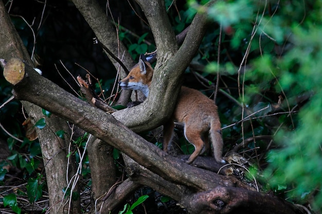 Städtische Fuchsjunge erkunden den Garten