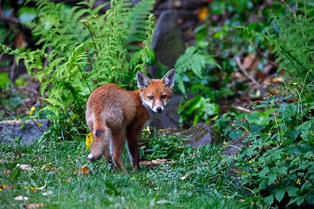 Städtische Fuchsjunge erkunden den Garten