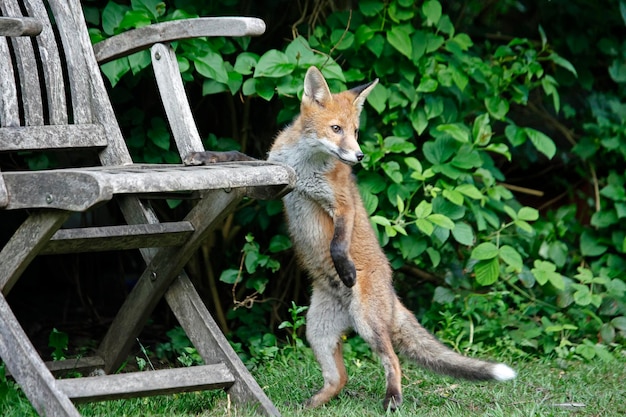 Städtische Fuchsjunge im Garten