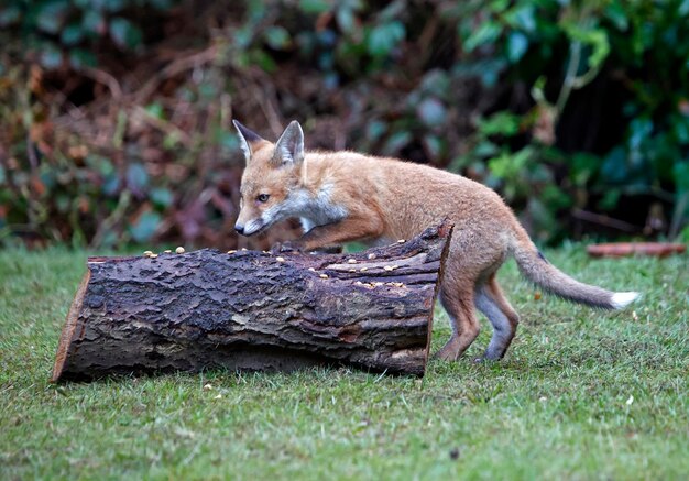 Städtische Fuchsjungen erkunden