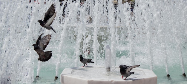 Städtische Tauben am Brunnen