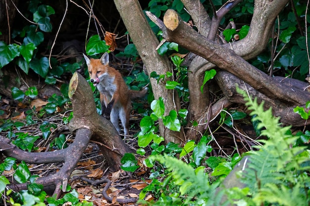 Städtisches Fuchsjunges erkundet den Garten in der Nähe ihrer Höhle