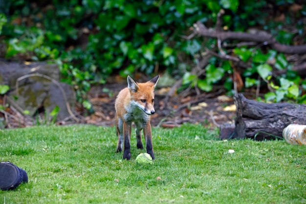 Städtisches Fuchsjunges erkundet den Garten in der Nähe ihrer Höhle