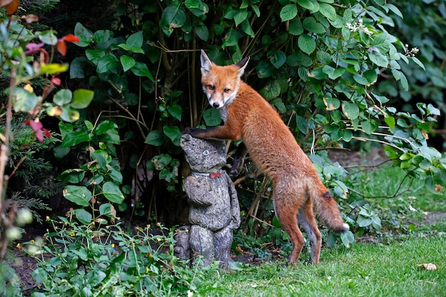 Städtisches Fuchsjunges erkundet den Garten in der Nähe ihrer Höhle