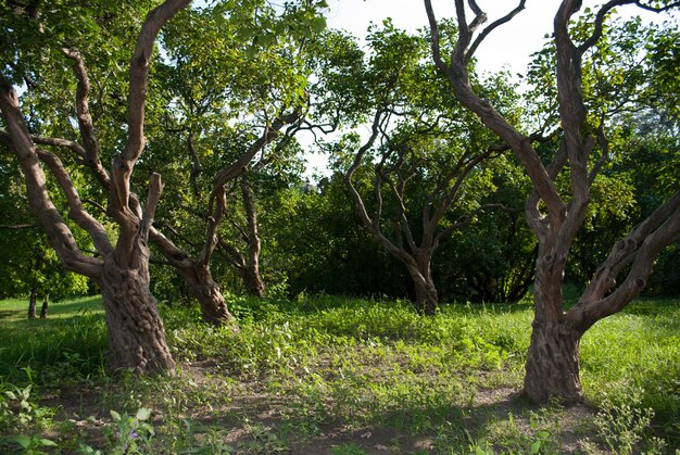 Stämme alter Fliederbäume im Park