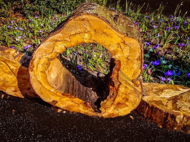 Foto stämme auf dem feld nach blumen