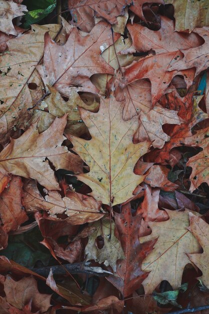 Stämme, Niederlassungen und Blätter mit Herbstfarben in der Natur, Herbstsaison