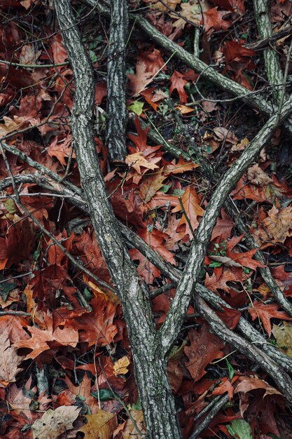 Stämme, niederlassungen und blätter mit herbstfarben in der natur, herbstsaison