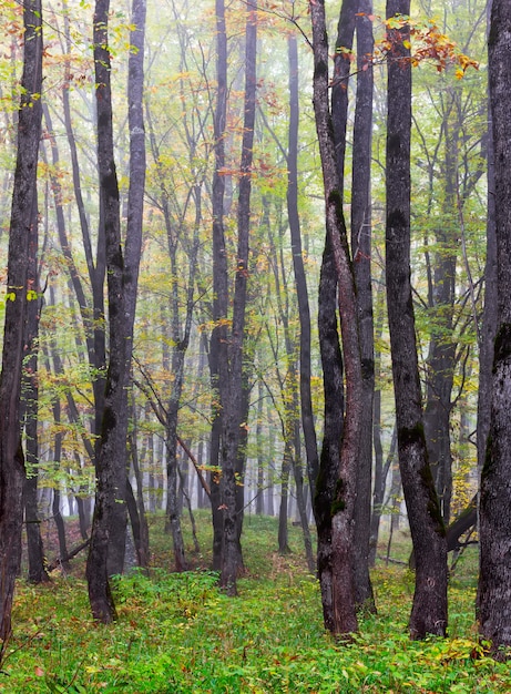 Stämme von eichen im nebeligen wald des herbstes