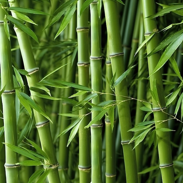 Stängel und Blätter von reifem Bambus auf hellem Hintergrund