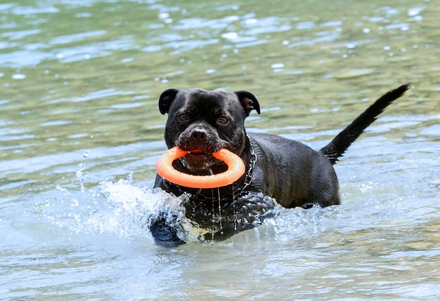 Staffie nadando no rio