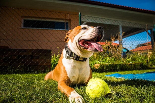 Staffordshire Amstaff-Hund spielt in einem Garten