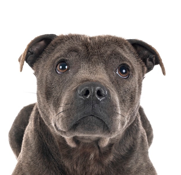 Staffordshire bull terrier aislado en blanco