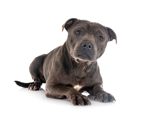 Staffordshire bull terrier aislado en blanco