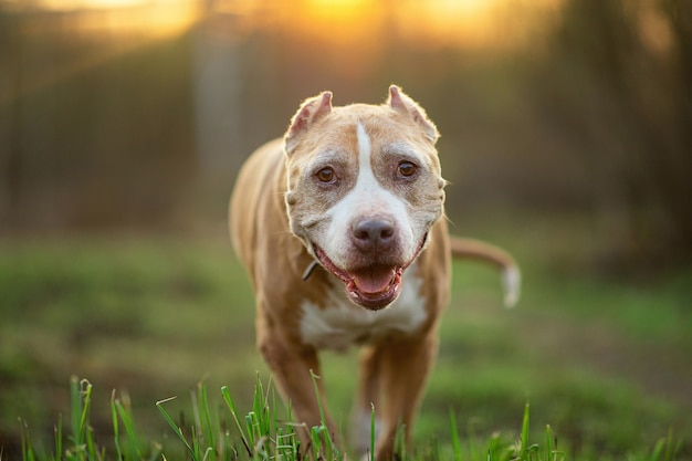 Staffordshire Bull Terrier caminhando em uma estrada deserta na floresta