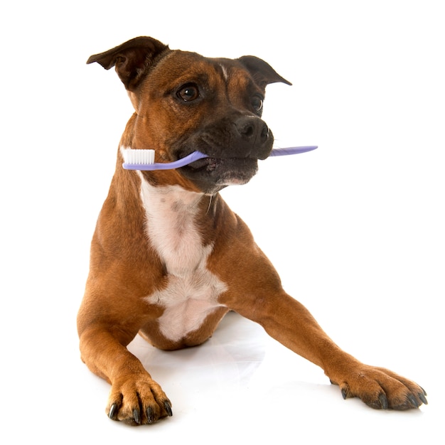 Staffordshire Bull Terrier y cepillo de dientes