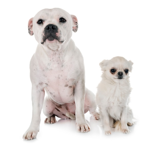 Staffordshire Bull Terrier y Chihuahua