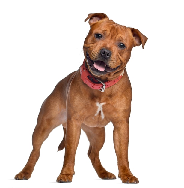 Staffordshire Bull Terrier, con collar rojo