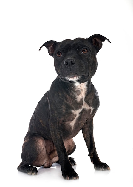 Staffordshire bull terrier delante de un fondo blanco