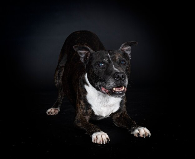 Staffordshire bull terrier delante de la pared negra