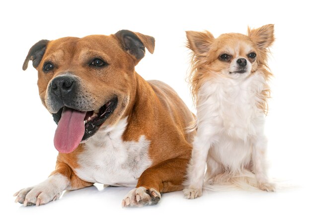 Staffordshire bull terrier e chihuahua